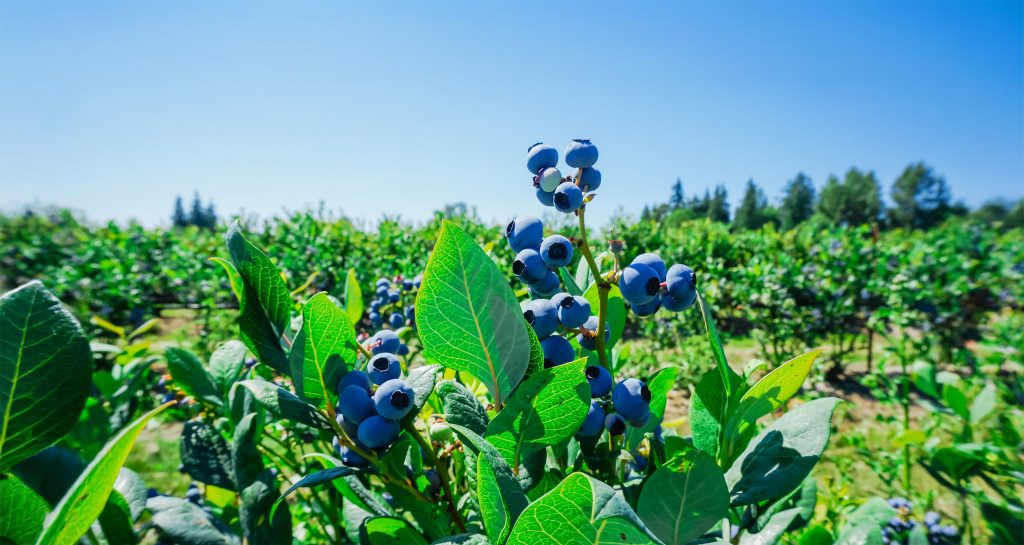 Family picking blueberries in the Ontario u-pick fields at Kustermans Farm