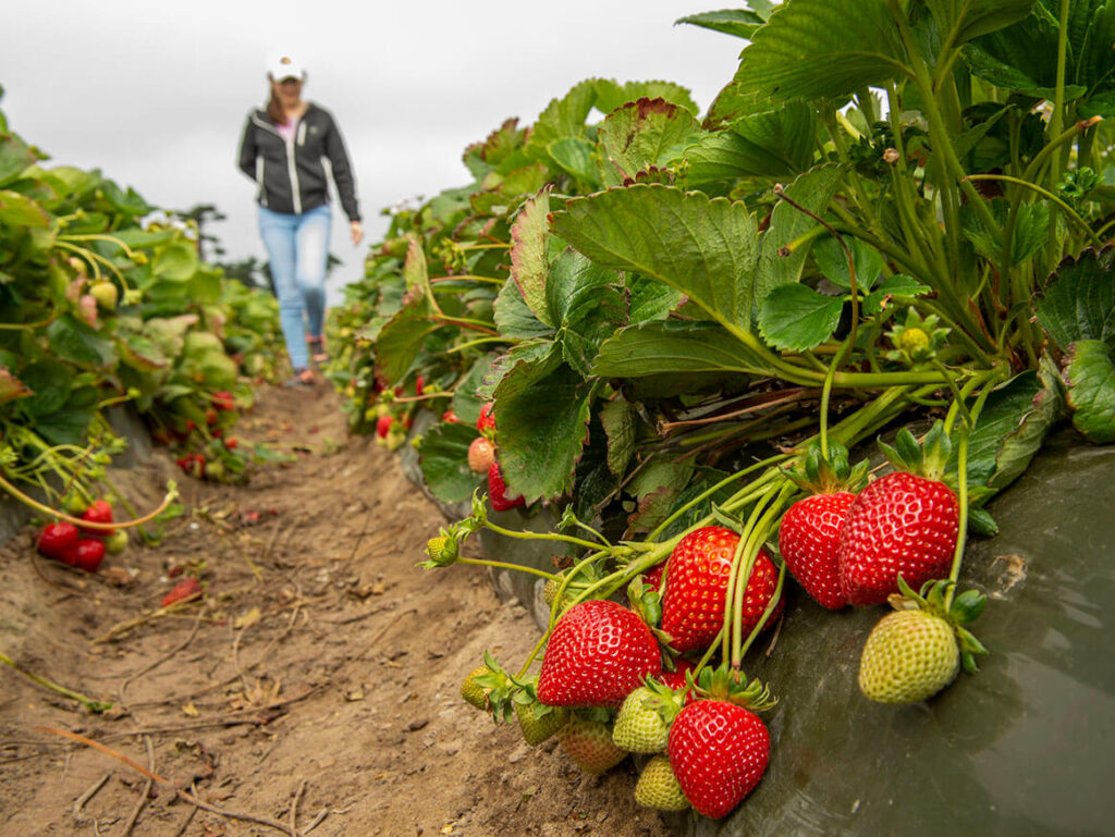 June-bearing strawberry plants ready for picking at Kustermans Farm