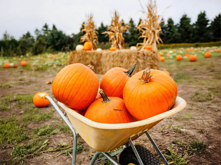 Child picking their own pumpkin from the vine at Kustermans Farm