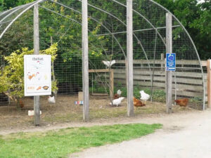 Chickens in the Chicken Run at Kustermans Adventure Farm, London Ontario