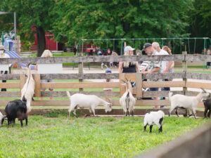 Pygmy goats in the Goatery at Kustermans Adventure Farm