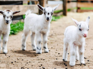 Baby goats being petted by visitors at the Kustermans farm goatery