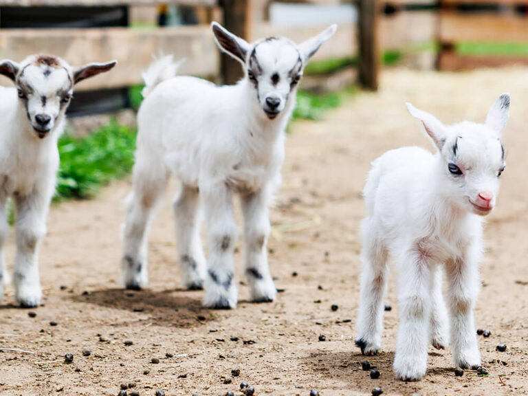 Baby goats being petted by visitors at the Kustermans farm goatery