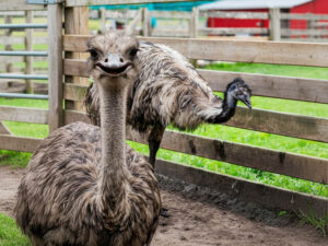 Ostrich at the Kustermans Adventure Farm ostrich and emu pen