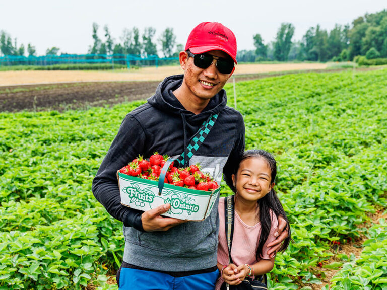 Dad and daughter picking strawberries together in the field at Kustermans farm