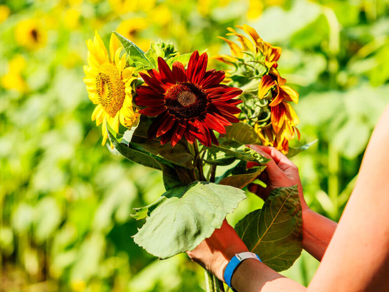 A hand holding a bundle of freshly picked yellow, red and bicolour sunflowers during sunflower picking at Kustermans in London, Ontario