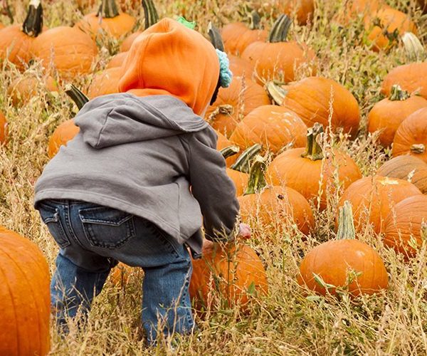 Little child picking a pumpkin at the Kustermans Fall Festival in London Ontario