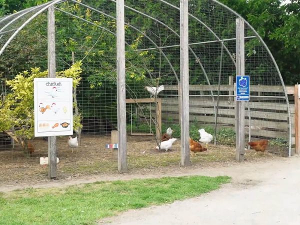 Chickens in the Chicken Run at Kustermans Adventure Farm, London Ontario