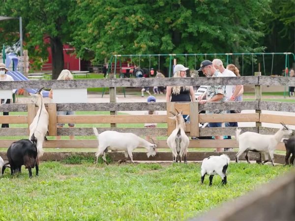 Pygmy goats in the Goatery at Kustermans Adventure Farm