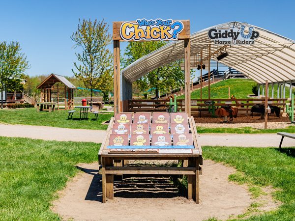 Who's Your Chick guessing game at Kustermans Adventure Farm