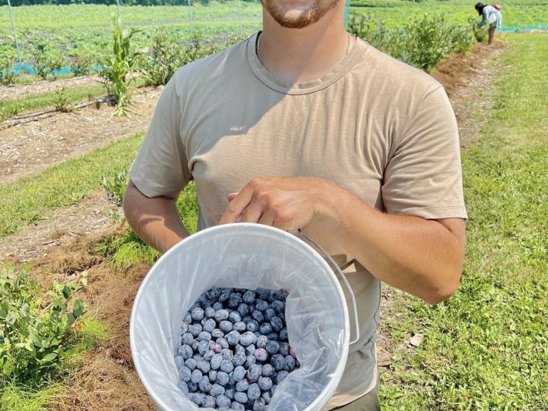 Blueberries on the Farm at Kustermans Ontario Fresh blueberries on the bush at the Kustermans blueberry farm in Ontario