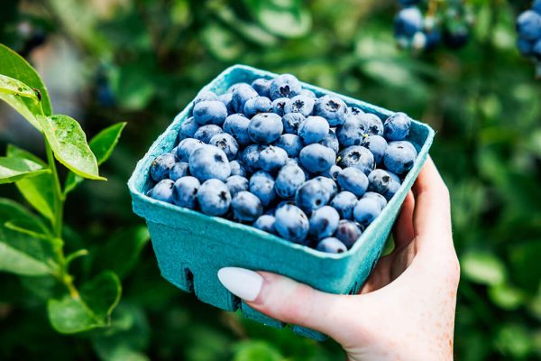 Fresh blueberries collected in a container after u-pick at Kustermans Farm