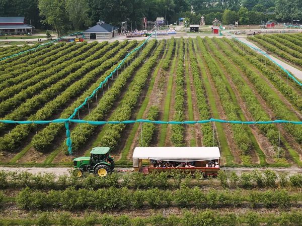 Blueberry bushes with ripe berries ready for U-pick at Kustermans Adventure Farm