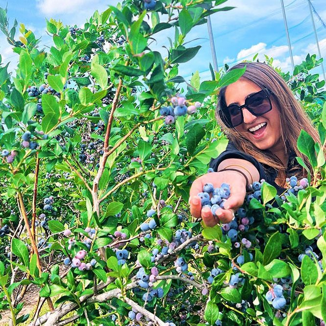 berry picking in London Ontario