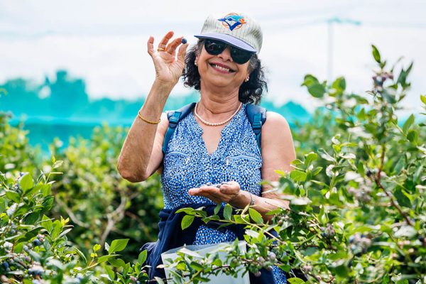 Woman picking blueberries at Kustermans Woman enjoying a sunny day picking blueberries at Kustermans Farm near London Ontario