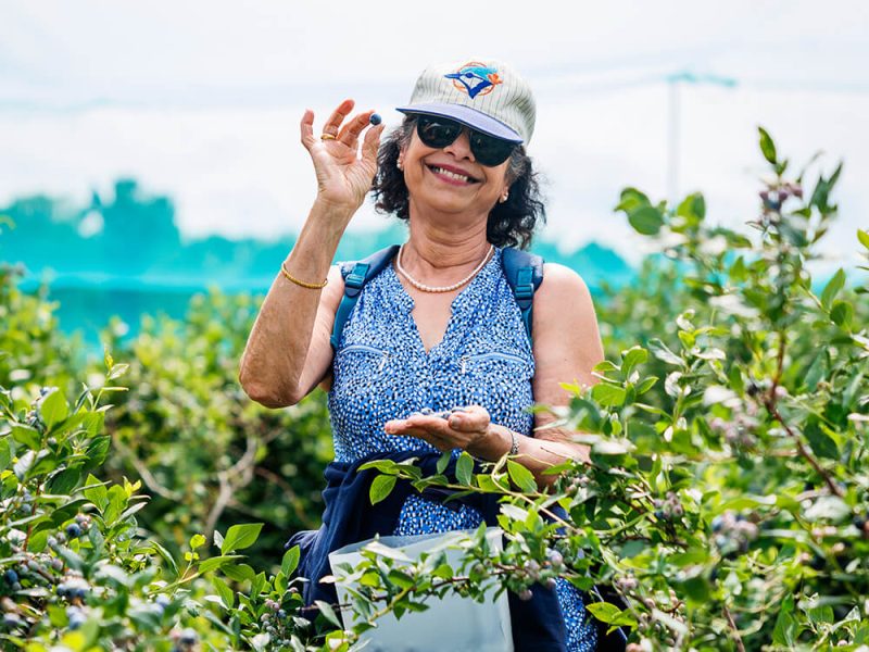 Woman enjoying a sunny day picking blueberries at Kustermans Farm near London Ontario
