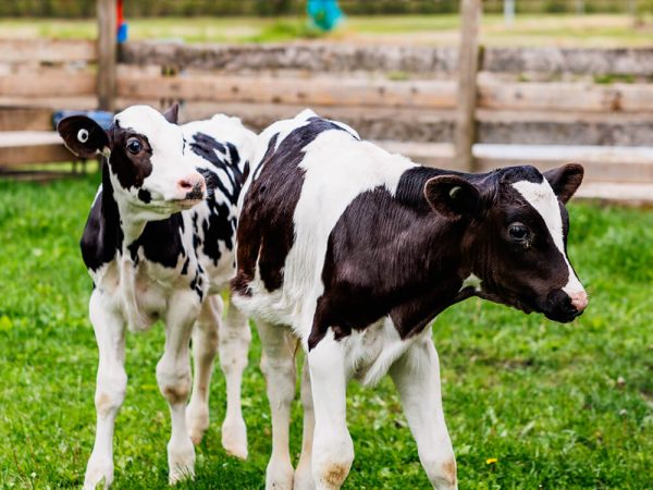 Holstein calves in a pen at Kustermans farm waiting to be visited