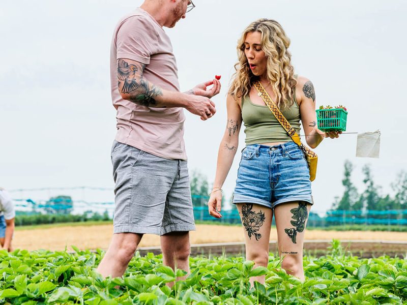 Couple smiling while picking fresh strawberries at Kustermans Adventure Farm