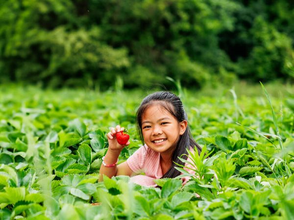 Girl smiling while picking strawberries in the field at Kustermans farm near London Ontario