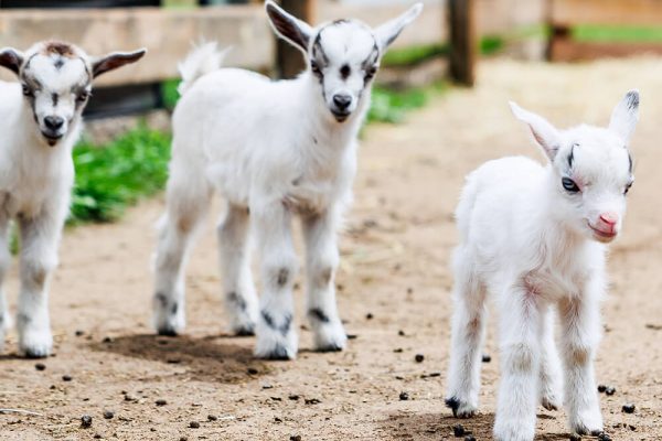 Baby goats being petted by visitors at the Kustermans farm goatery