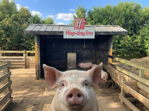 Pigs resting at the Hog-Day Inn pig barn at Kustermans Adventure Farm