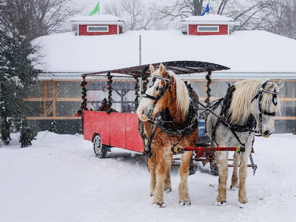 Horse-drawn wagon carrying families through the Kustermans farm grounds at Christmas