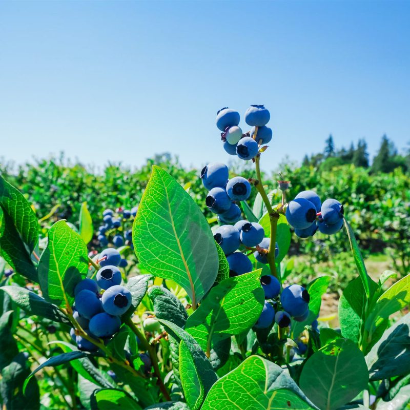 ontario blueberry picking