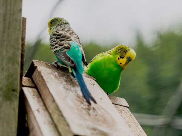 Colourful budgies perched inside the Kustermans parakeet aviary