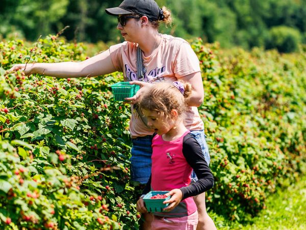 Mother and child picking raspberries together in the field at Kustermans Farm