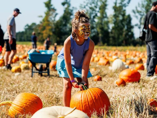 Families picking pumpkins in the patch at the Kustermans Fall Festival London Ontario