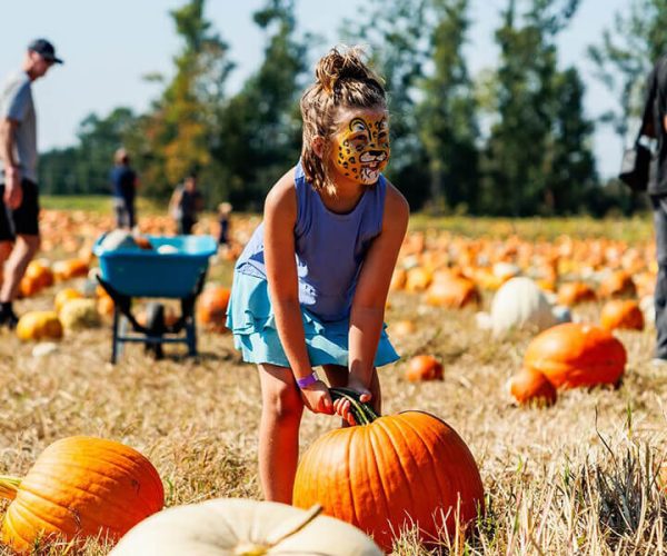 Families picking pumpkins in the patch at the Kustermans Fall Festival London Ontario
