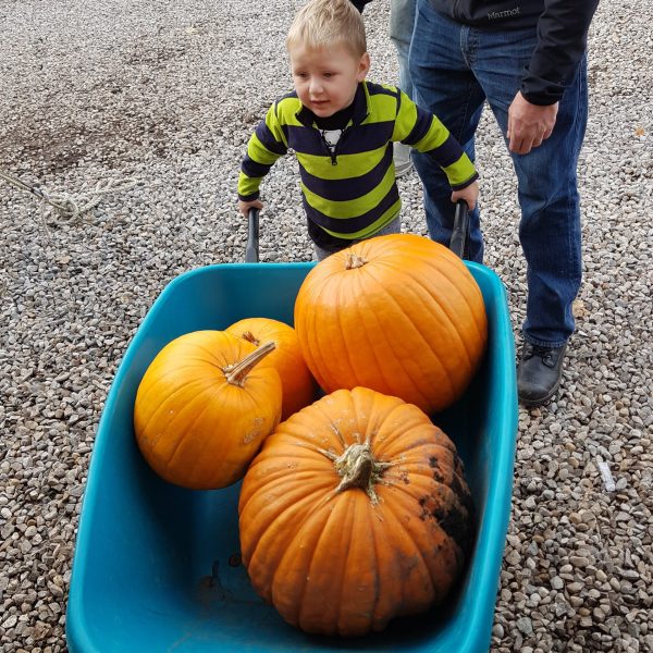 Child proudly carrying a pumpkin through the Kustermans farm pumpkin patch