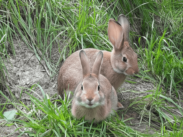 Fluffy rabbits in the Kustermans rabbit pen waiting to be petted