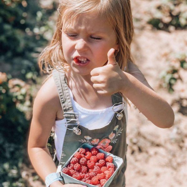 Raspberry picking in London Ontario