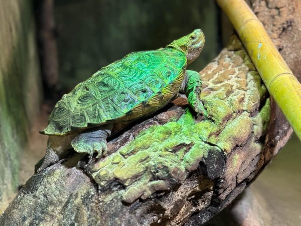 Reptilia live reptile exhibit at Kustermans Adventure Farm