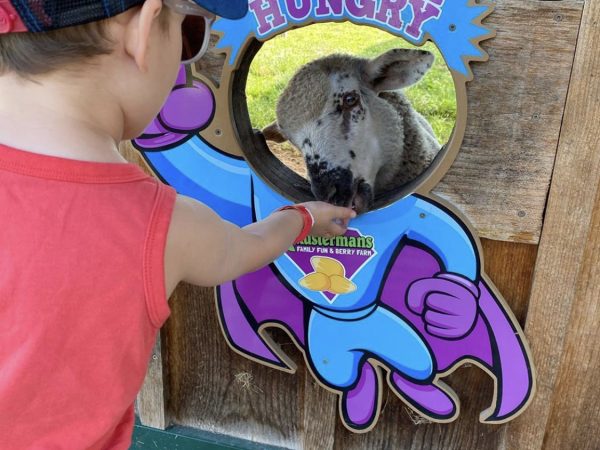 Visitors feeding farm animals at the Kustermans Adventure Farm animal area