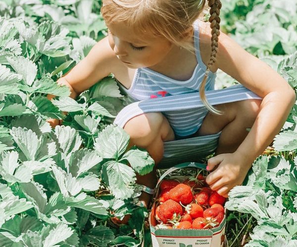 Visitors picking strawberries in the u-pick strawberry field at Kustermans Farm