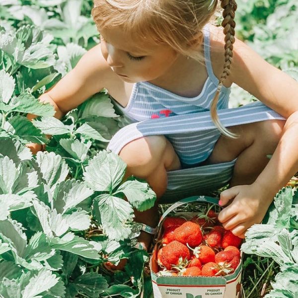Strawberry picking Field in Mount Bridges