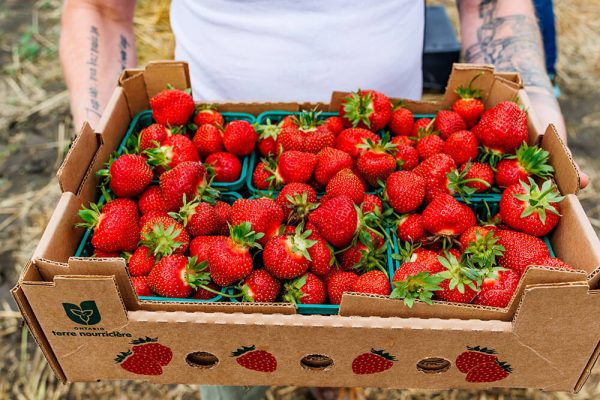 strawberry picking at Kustermans farm London Ontario