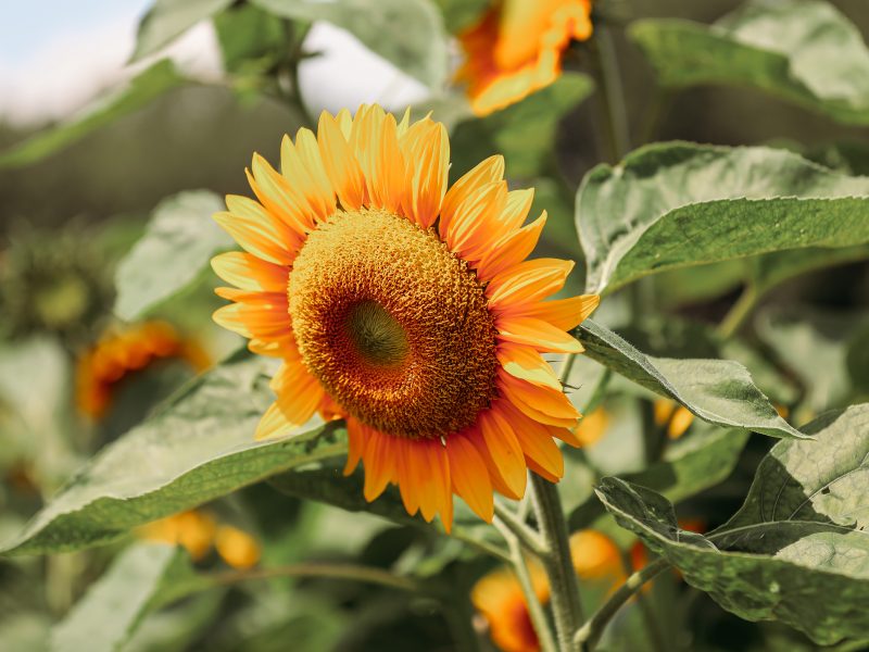 Close-up of Kustermans farm sunflowers in bloom for the summer festival