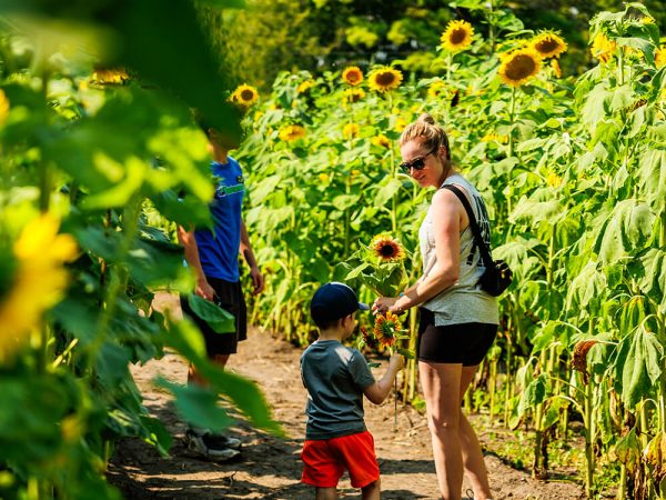 A family walking through the sunflower field A mother and young child walking a path through the tall sunflower field, the child holding a picked bloom, at Kustermans in London, Ontario