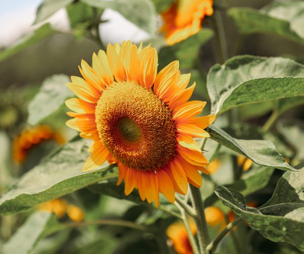 17 varieties of Sunflowers