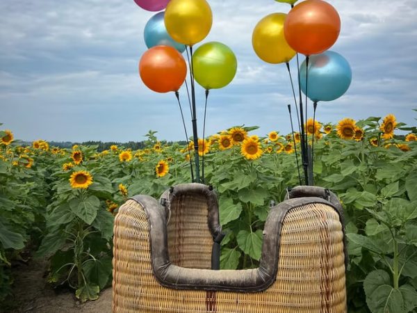 sunflower-photo-opps sunflower-photo-opps