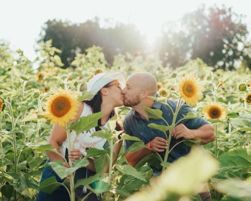 sunflower field for photographers