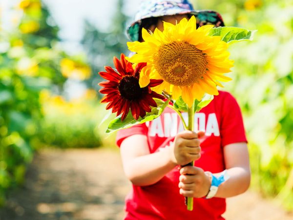 Child holding sunflowers picked in the field A child in a red Canada shirt holding up a yellow and a red sunflower they picked, standing on a field path at Kustermans in London, Ontario