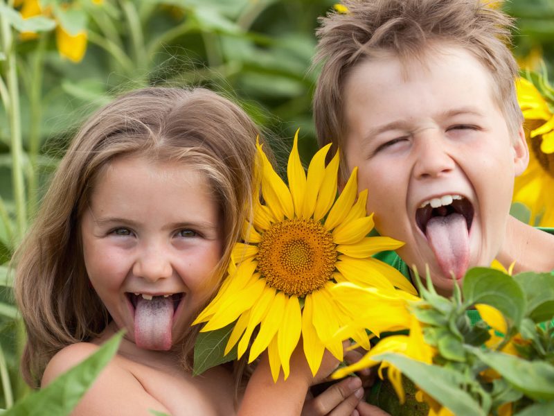 Visitors walking along a scenic sunflower trail at Kustermans Farm