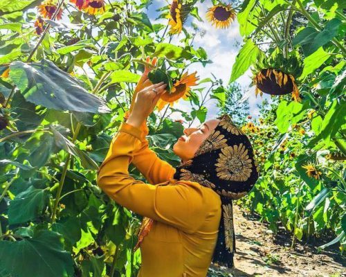Visitors picking sunflowers in the u-pick sunflower field at Kustermans Adventure Farm