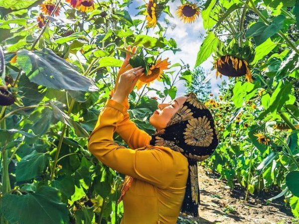 Visitors picking sunflowers in the u-pick sunflower field at Kustermans Adventure Farm