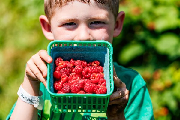 Young boy standing in front of raspberry bushes at Kustermans Farm